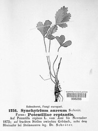 Synchytrium aureum image